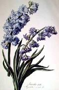 Hyacinth